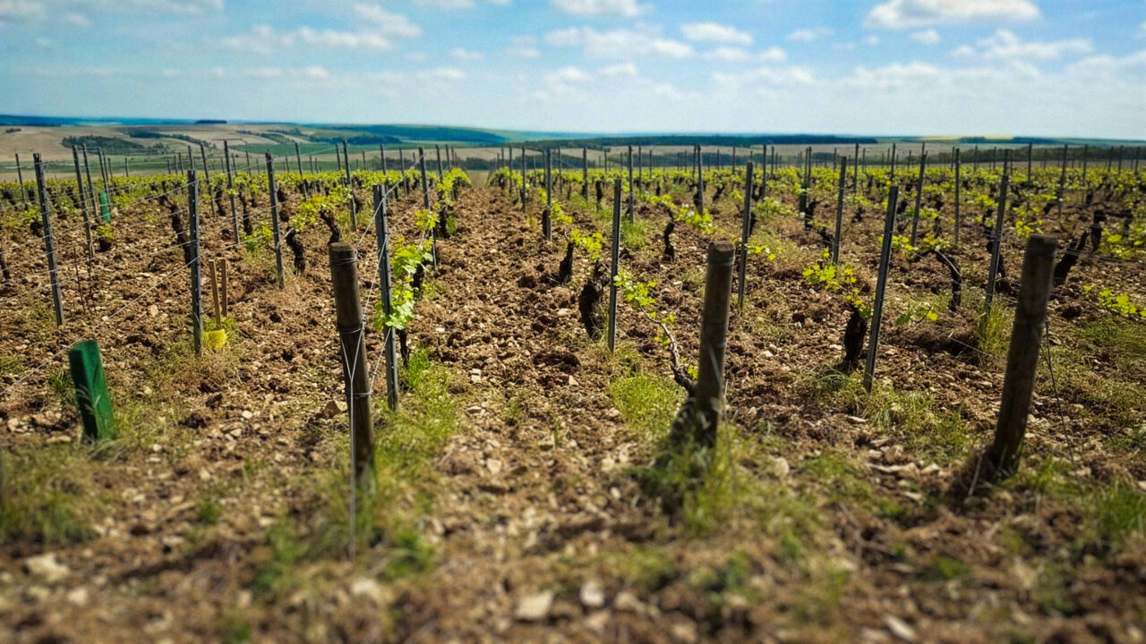 Chablis Côte de Lechet