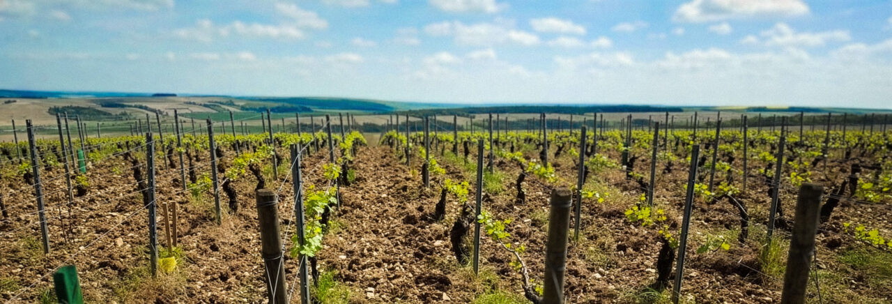 Cote de Lechet. Domaine Bernard Defaix, Chablis Premier Cru