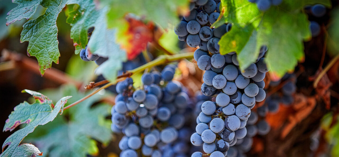 Zupreme Zinfandel